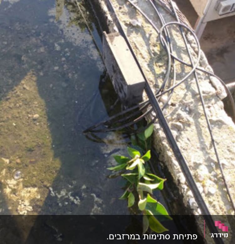 מים עומדים על גג עם צמחייה וחוטים